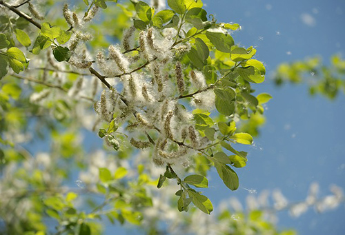 white poplar tree facts