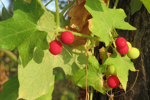 Wild Hops Plant Health Benefits