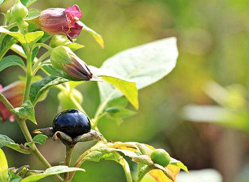 Belladonna Plant Health Benefits