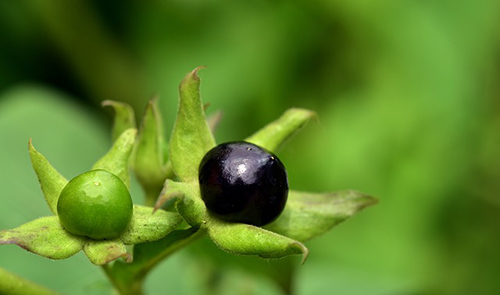 belladonna homeopathy uses