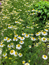 chamomile tea benefits stomach