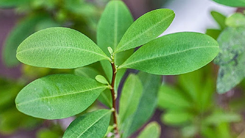 coca leaf extract