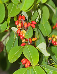 coca plant leaves effect
