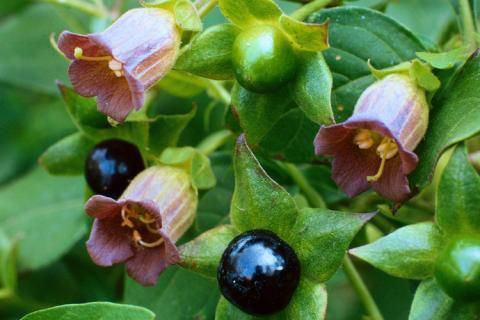 how does belladonna plant work