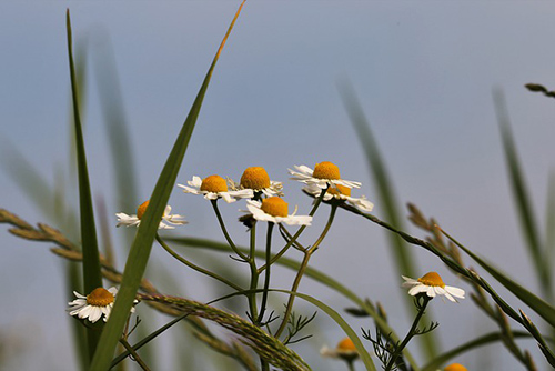 how to use German chamomile for skin