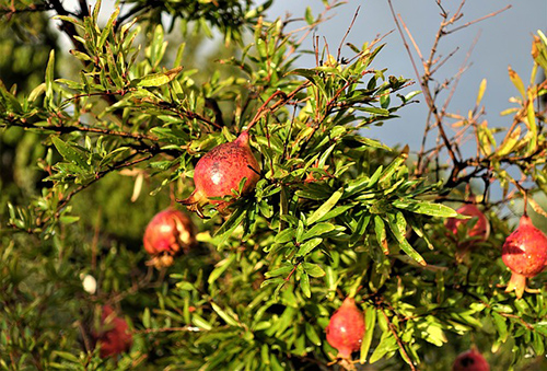 pomegranate vitamins