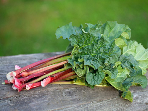 turkey rhubarb root benefits