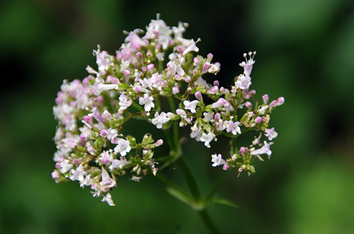 valerian root benefits for heart attack