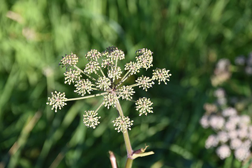 Poison Hemlock medicinal uses