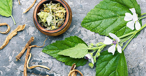 althea plant medicinal uses