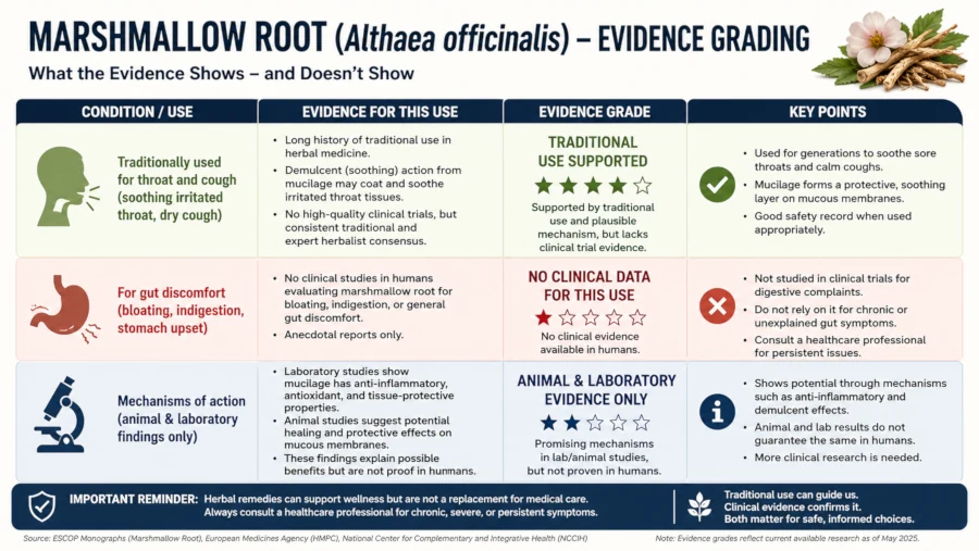 Chart grading marshmallow root evidence: traditional use for throat and cough, no clinical data for gut discomfort, animal and laboratory findings only for mechanism.