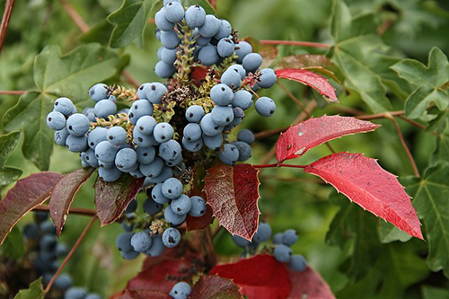 barberry plant benefits