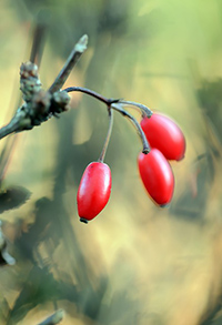 barberry medicinal uses