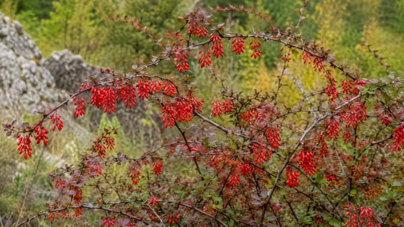 Barberry shrub with clusters of red berries and thorny stems.