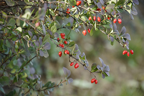 barberry root bark