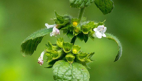 bee balm medicinal uses