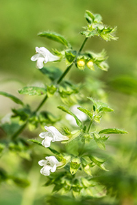 bee balm uses