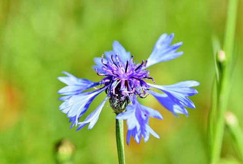 cornflower plant health benefits