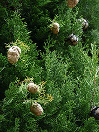 cypress essential oil benefits