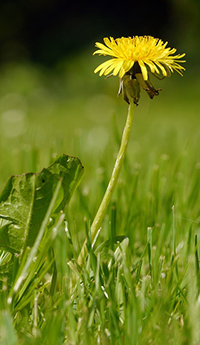 dandelion benefits