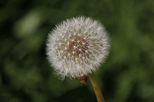 dandelion root powder benefits