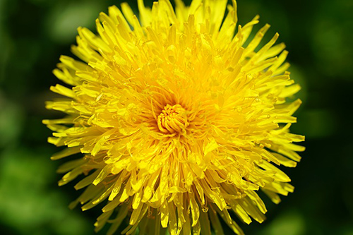 dandelion root powder