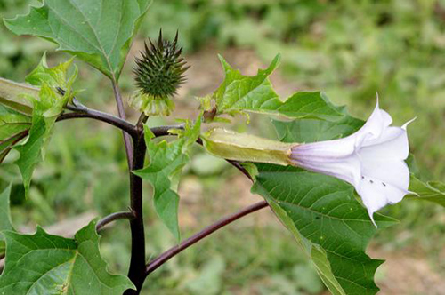 devil's trumpet plant