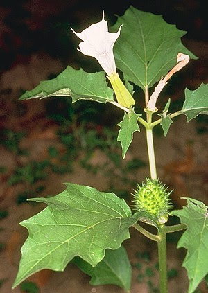 devil's trumpet medicinal uses