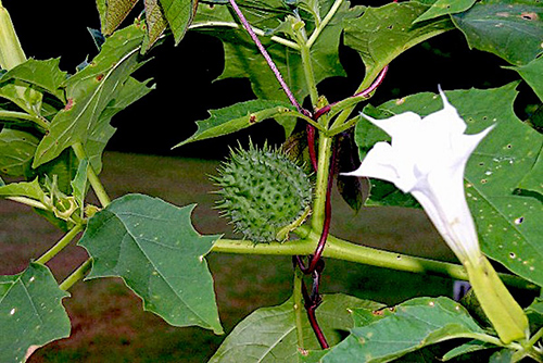 devil's trumpet poison treatment