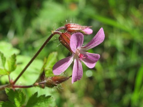 dragon's blood plant benefits