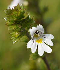 eyebright eye drops benefits