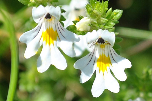 Red eyebright plant herb amazon