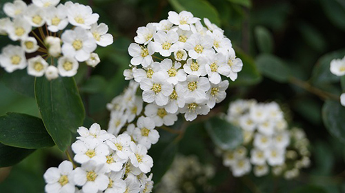 Hawthorn Berry Benefits: Strengthens the Heart and Calms Nerves 1