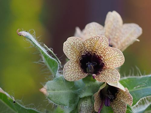 henbane uses