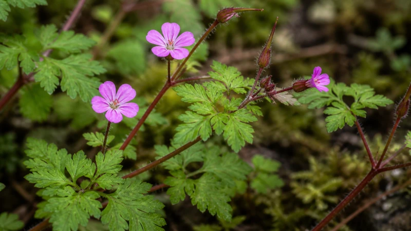 Close-up of Herb Robert with pink flowers, lacy leaves, and reddish stems.