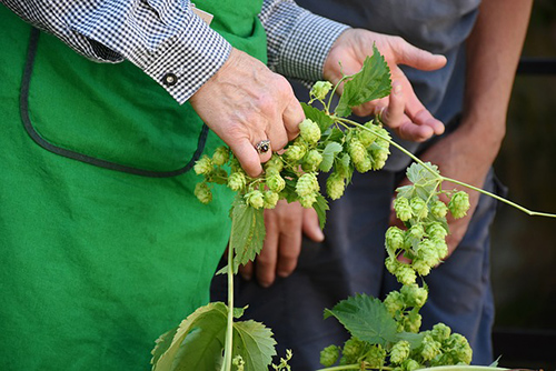 hops herb benefits