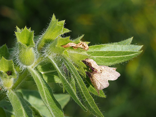 how to use henbane