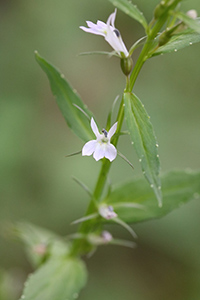 lobelia indian tobacco