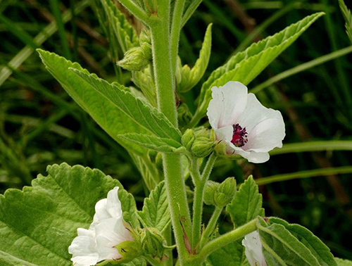 marshmallow root benefits for gut