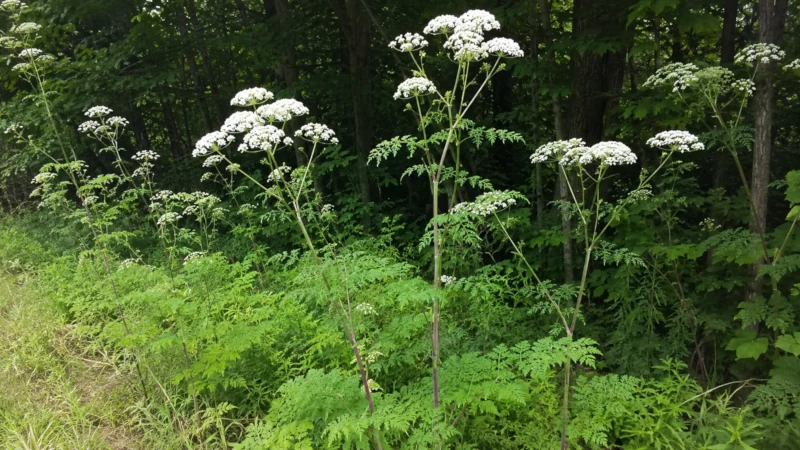 Tall mature poison hemlock plants growing beside a wooded area