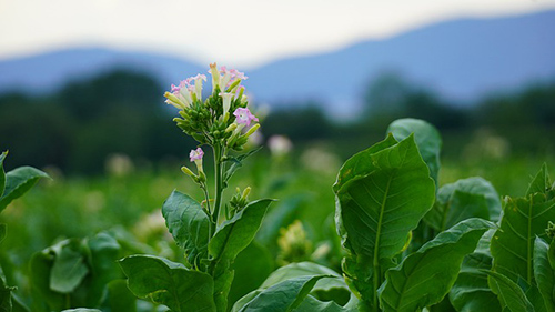 native tobacco plant