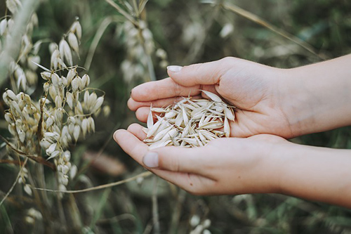 Oat flakes