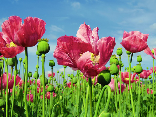 opium poppy plant field