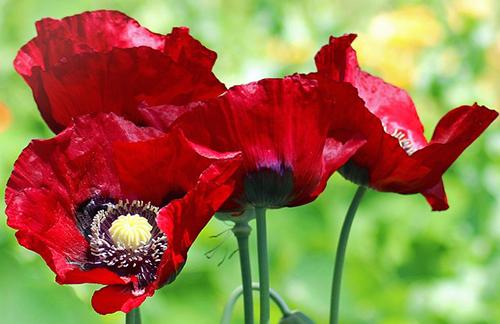 opium poppy plant flowers