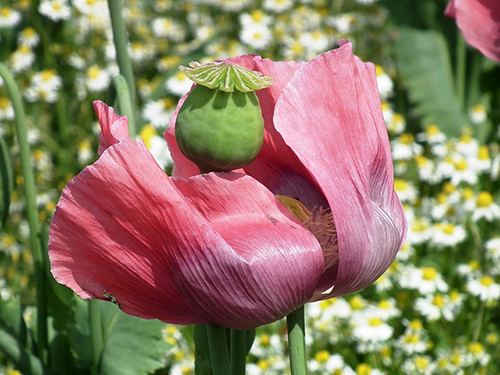 opium poppy plant health benefits