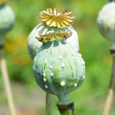 opium poppy latex