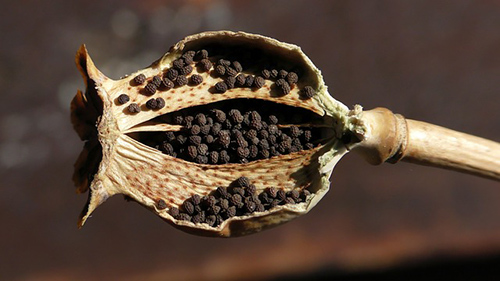 opium poppy seeds for health