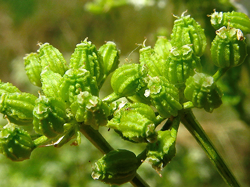 poison hemlock leaves and buds