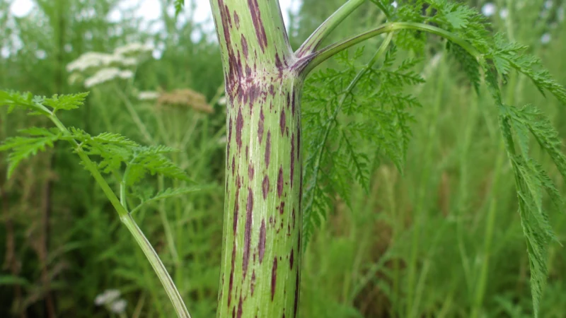 Purple blotches on the smooth stem of poison hemlock
