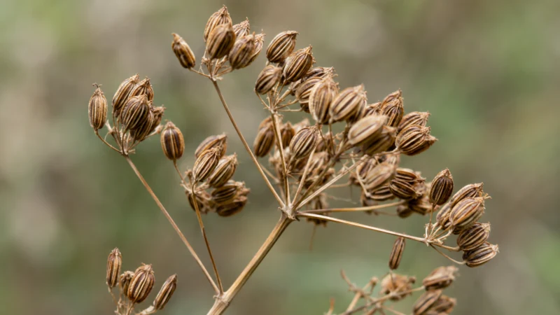 Dried ribbed fruits of poison hemlock Conium maculatum